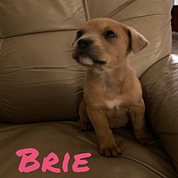 Thumbnail photo of Brie #1