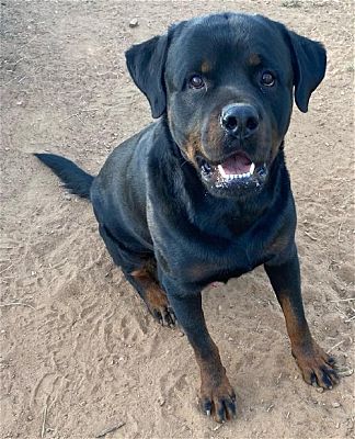 Hartford, Ct - Rottweiler. Meet Echo A Pet For Adoption - Adoptapet.com