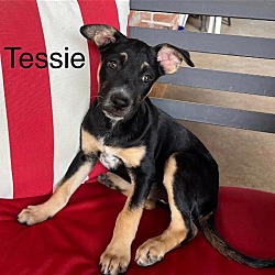 Photo of Tessie