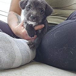 Photo of Tommy Pickles(Rugrats litter)