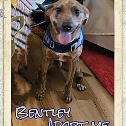 Thumbnail photo of Bentley #2