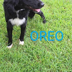 Thumbnail photo of Oreo #4