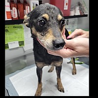 adopt-pet