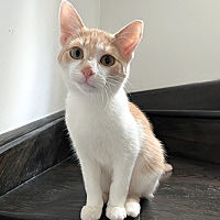 adopt-pet