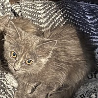 adopt-pet