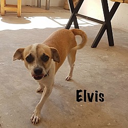 Thumbnail photo of Elvis #1