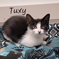 Thumbnail photo of Tuxy #3