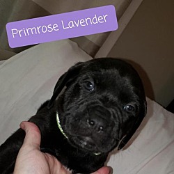 Thumbnail photo of Primrose Lavender #2