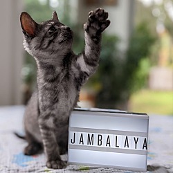 Thumbnail photo of Jambalaya #2