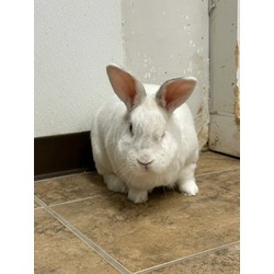 Thumbnail photo of Mister Rabbit #1