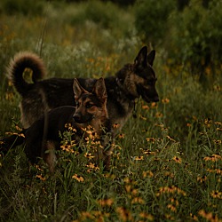 Thumbnail photo of Coyote #4