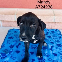 Thumbnail photo of Mandy #1