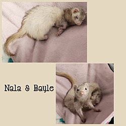 bonded pet photo