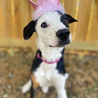 adopt a pet
