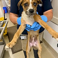 adopt a pet