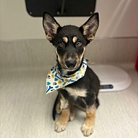 adopt a pet
