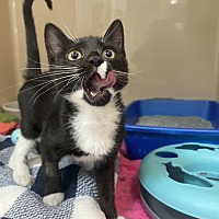 adopt a pet