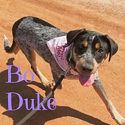 Thumbnail photo of Bo Duke #3