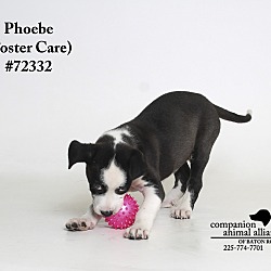 Thumbnail photo of Phoebe  (Foster Care) #3