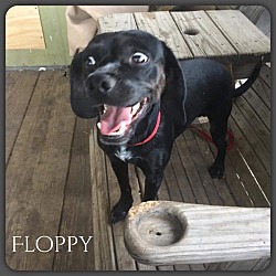 Thumbnail photo of Floppy #1