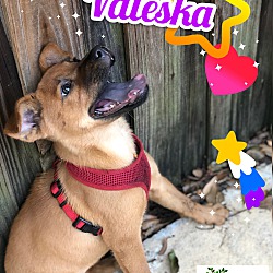 Thumbnail photo of Valeska #1