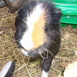 Thumbnail photo of Guinea Pigs. :o) #2