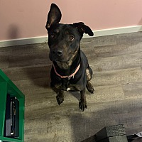 mama zoey and puppies rescue