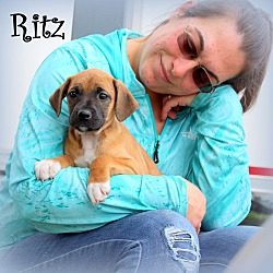 Thumbnail photo of Ritz~adopted! #1