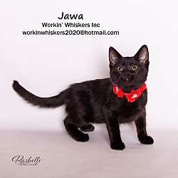 Photo of JAWA