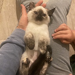 Thumbnail photo of Oshawott (kitten) bonded with Socks (mama)  #1
