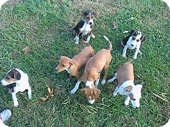 beagle mountain feist mix
