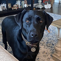 Fort Mill, SC - Labrador Retriever. Meet Doby a Pet for Adoption ...