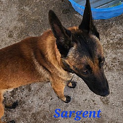 Thumbnail photo of Sargent #2
