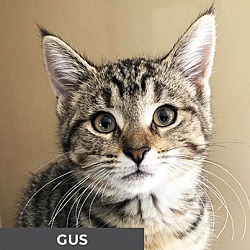 Thumbnail photo of Gus #1