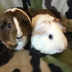 Thumbnail photo of Lucy Lulu ( Bonded to Peanut Brown) #1