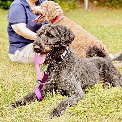 Thumbnail photo of Lily & Moonlight - M/D Pair - Local in NE #2