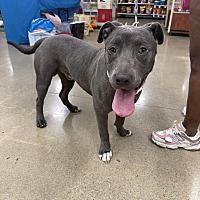 adopt a pet