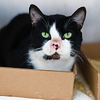 adopt a pet