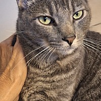 adopt-pet