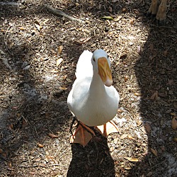 Thumbnail photo of Goosey-Goose :o) #1