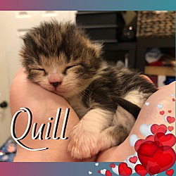 Thumbnail photo of Quill #3