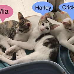Thumbnail photo of Crickets - Adoption Pending #4