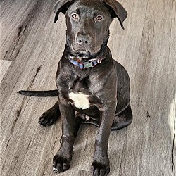 Photo of Blue