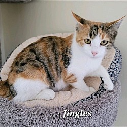 Photo of Jingles (23-812)