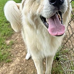 Thumbnail photo of Orson in OH - Friendly, Happy, & Playful Boy! #2