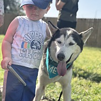 adopt a pet