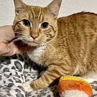 adopt a pet