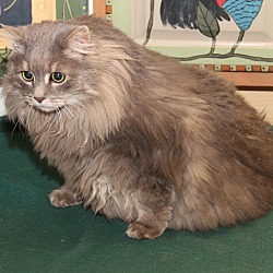 Thumbnail photo of Fluffy (Declawed & Spayed) #3