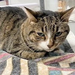 Humane Society of Southern Arizona in Tucson, Arizona Humane Society of Southern Arizona in Tucson, Arizona