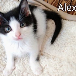 Photo of ALEXA